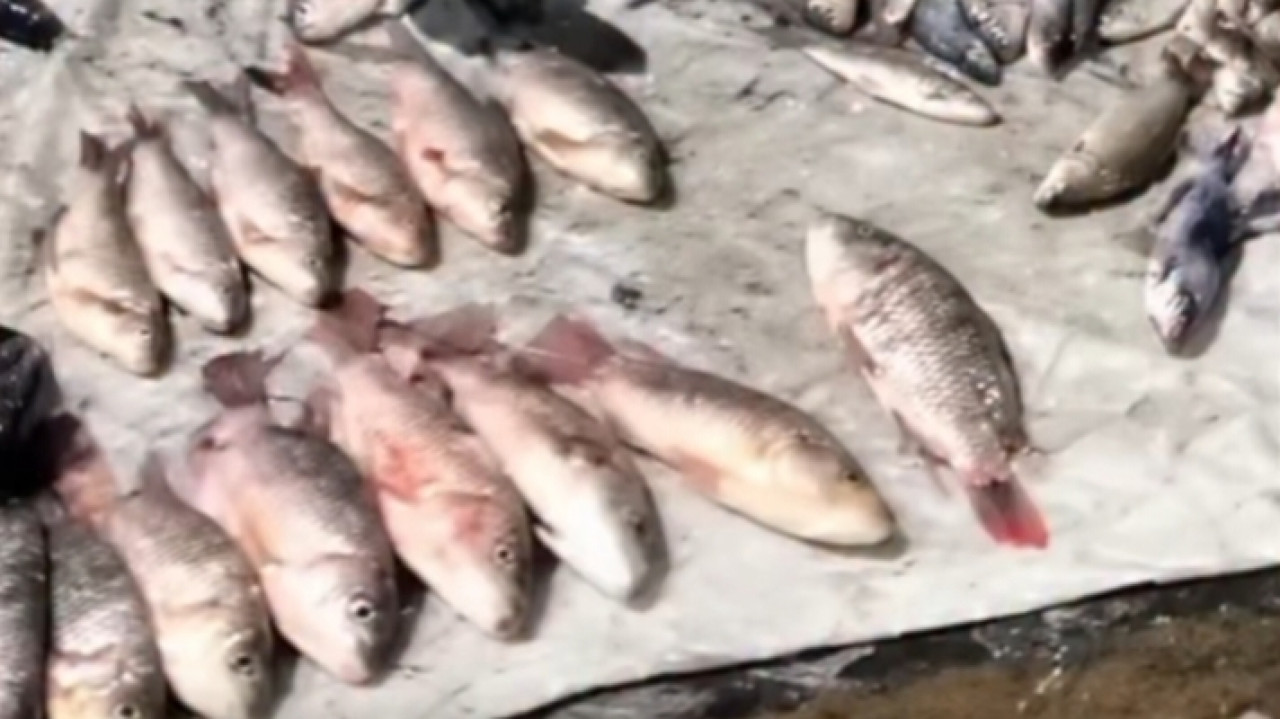 Warga Diminta Tak Mengkonsusmsi Ikan Mabuk di Sungai Jagir