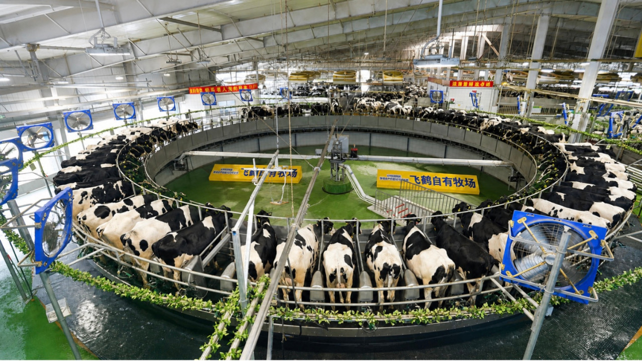 Proses pemerahan susu di peternakan FEIHE di Qiqihar, China. (Foto: AceKid for jatimnow.com)