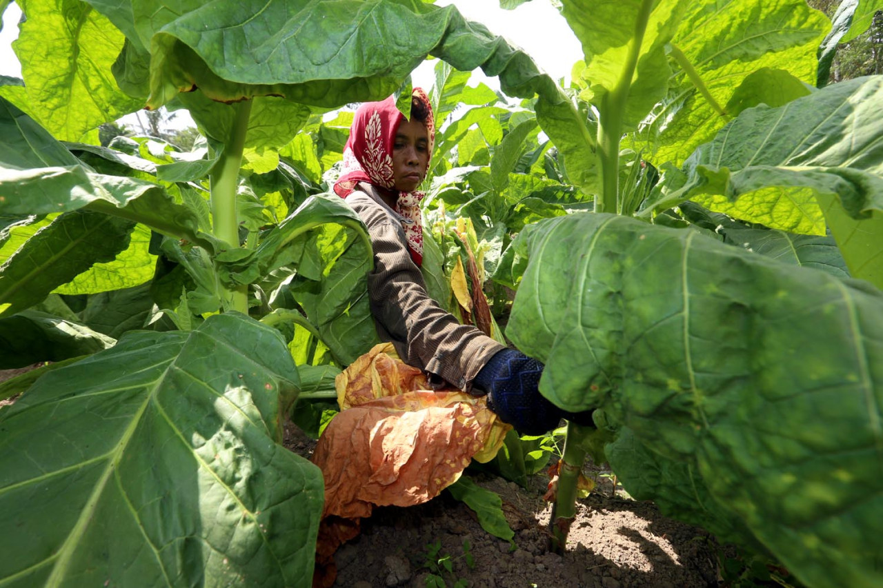 Petani memetik tembakau di ladang. PMII Jatim mengkritik keras sikap pemerintah yang dinilai tebang pilih dalam mengelola sektor tembakau nasional. (Foto: Ali Masduki/jatimnow.com)