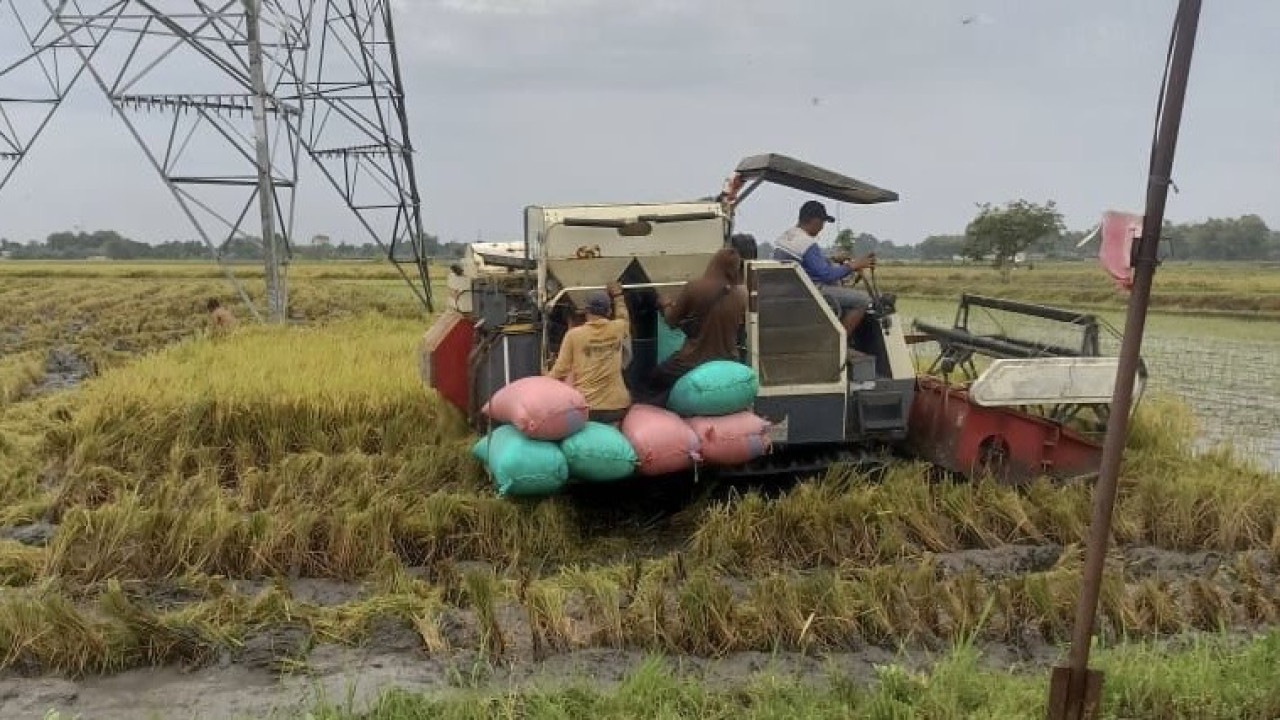 Penyerapan hasil panen di wilayah Bulog Kediri. (Foto: Bulog Kediri/jatimnow.com)