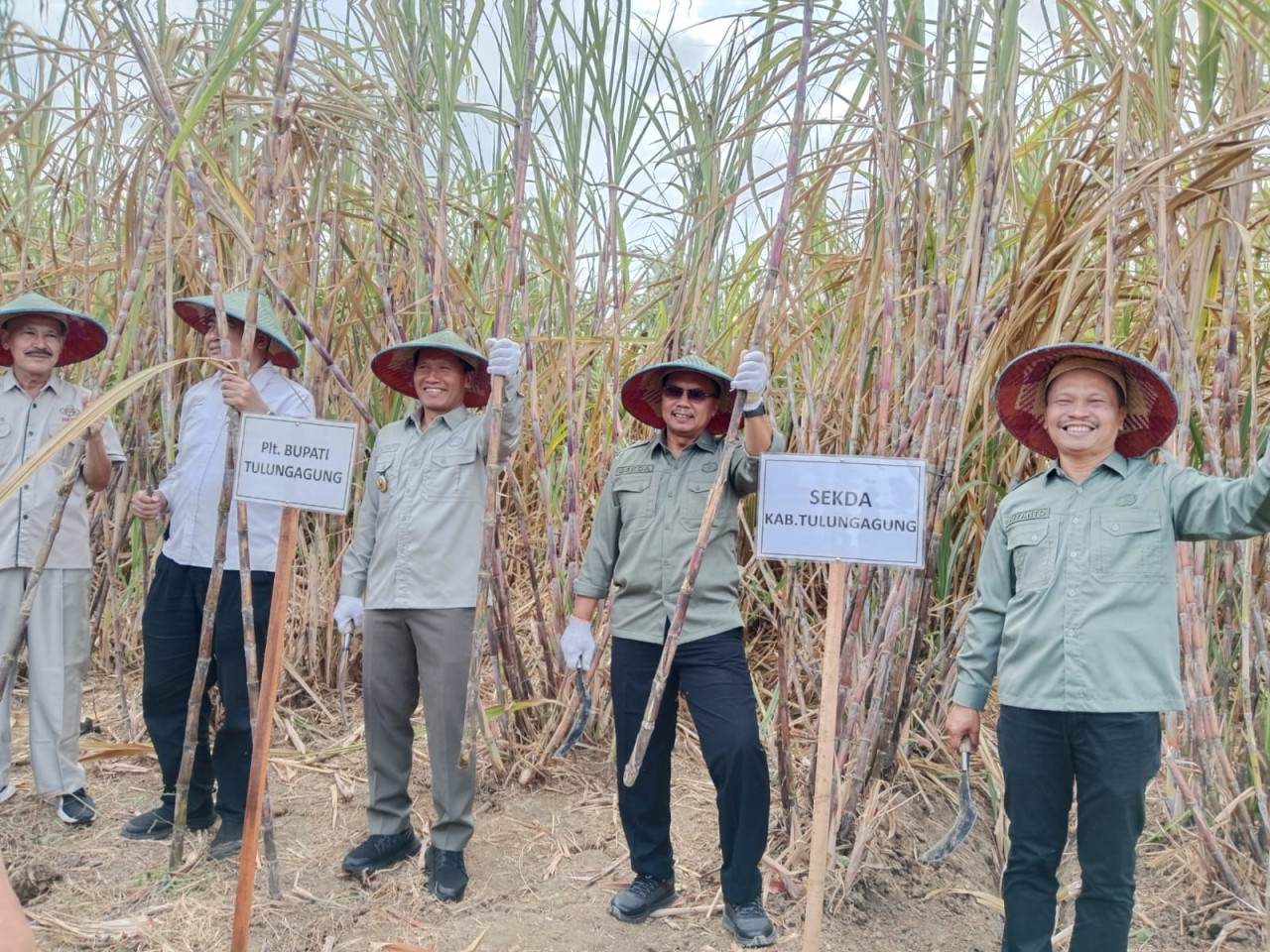 Plt Bupati Tulungagung, Ahmad Baharudin saat menghadiri panen perdana tebu. (Foto: Bramanta/jatimnow.com)
