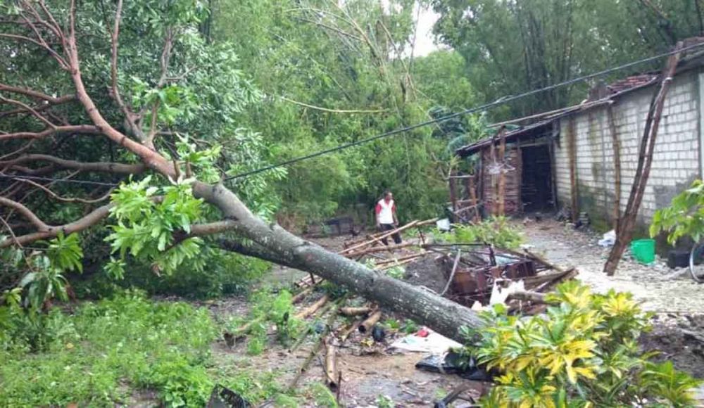 Pohon tumbang akibat angin kencang di Bojonegoro