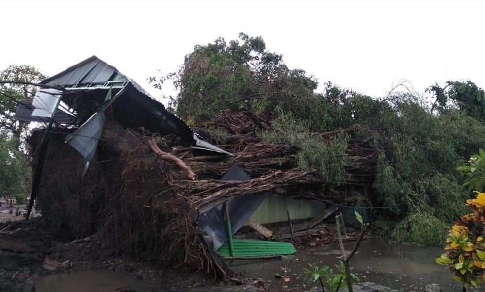 Pohon roboh di Wonokasian akibat angin kencang (Foto: akun Facebook Mass Noel)