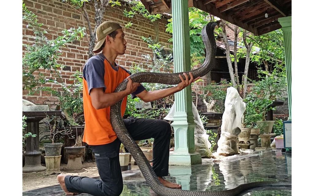 Ayup bersama king kobra peliharaannya