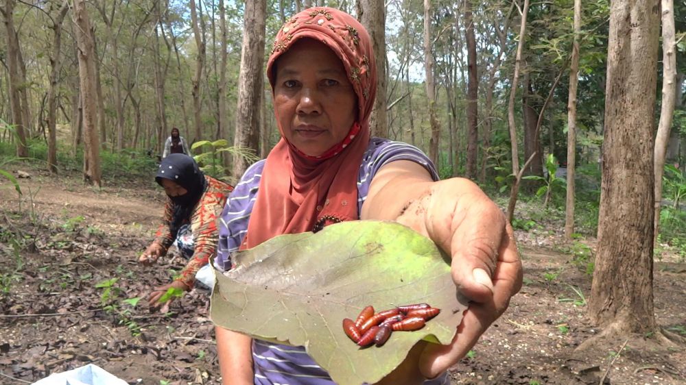 Seorang warga Tulungagung menunjukkan kepompong ulat jati hasil buruannya