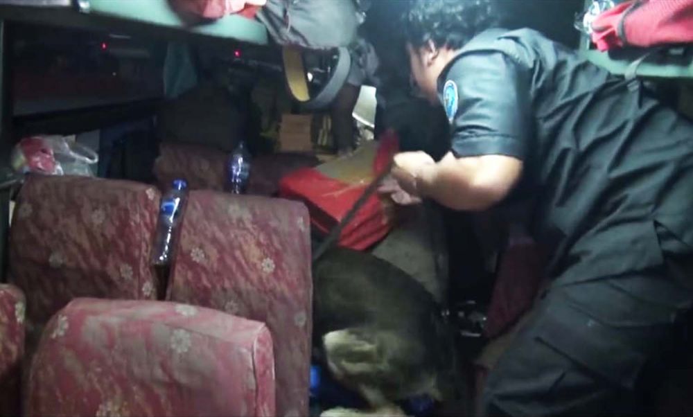 K-9 milik BNNP Jatim melacak narkoba yang diangkut bus yang digeledah di Tol Warugunung, Surabaya