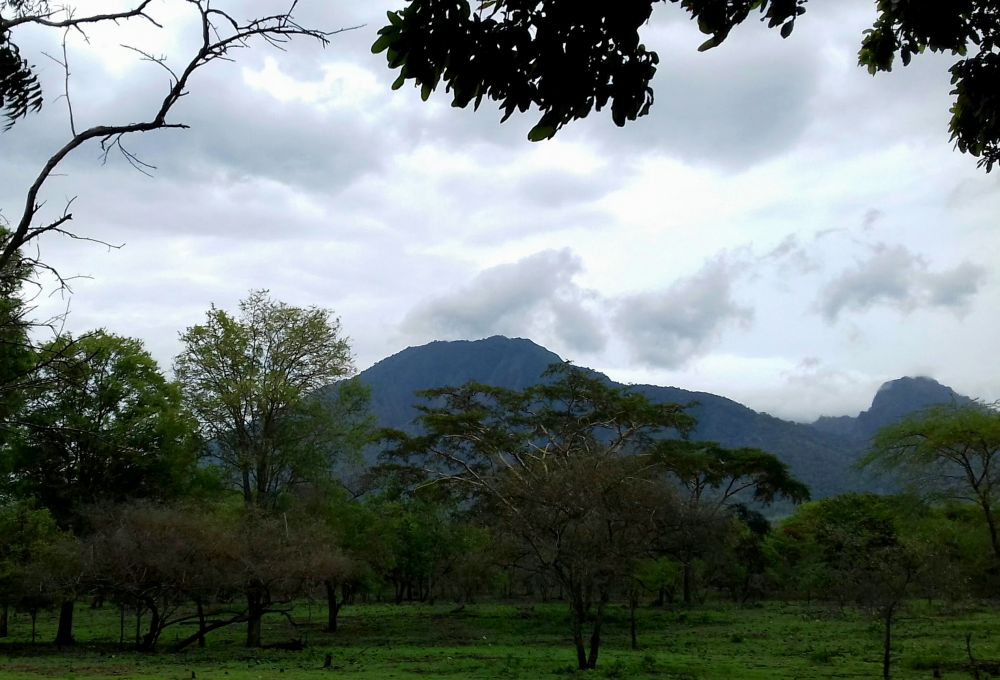 Pemandangan di Alas Baluran (Foto: Dok. Sahlul Fahmi/jatimnow.com)