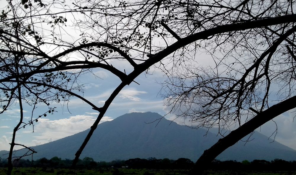Pemandangan di Alas Baluran (Foto: Dok. Sahlul Fahmi/jatimnow.com)