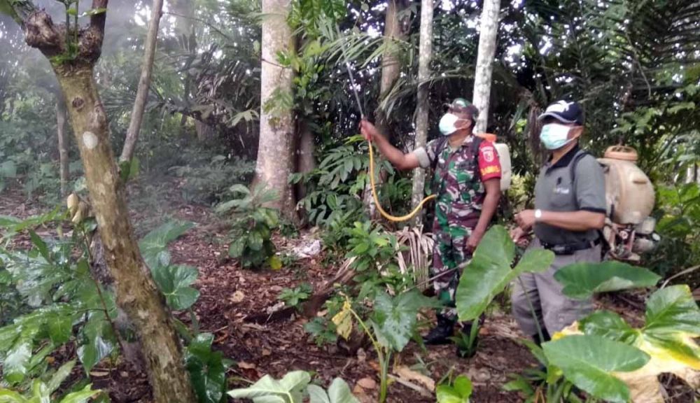 Petugas Dinas Pertanian Banyuwangi dibantu Babinsa melakukan penyemprotan sistemik untuk membasmi ulat bulu