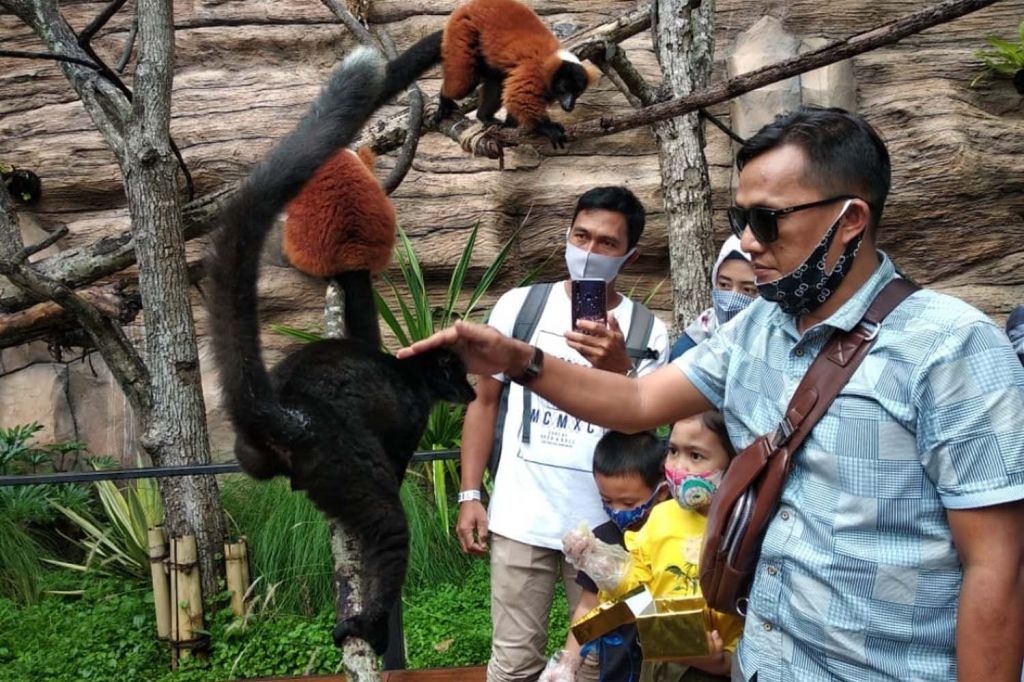 Batu Secret Zoo Hadirkan Lemur Kingdom