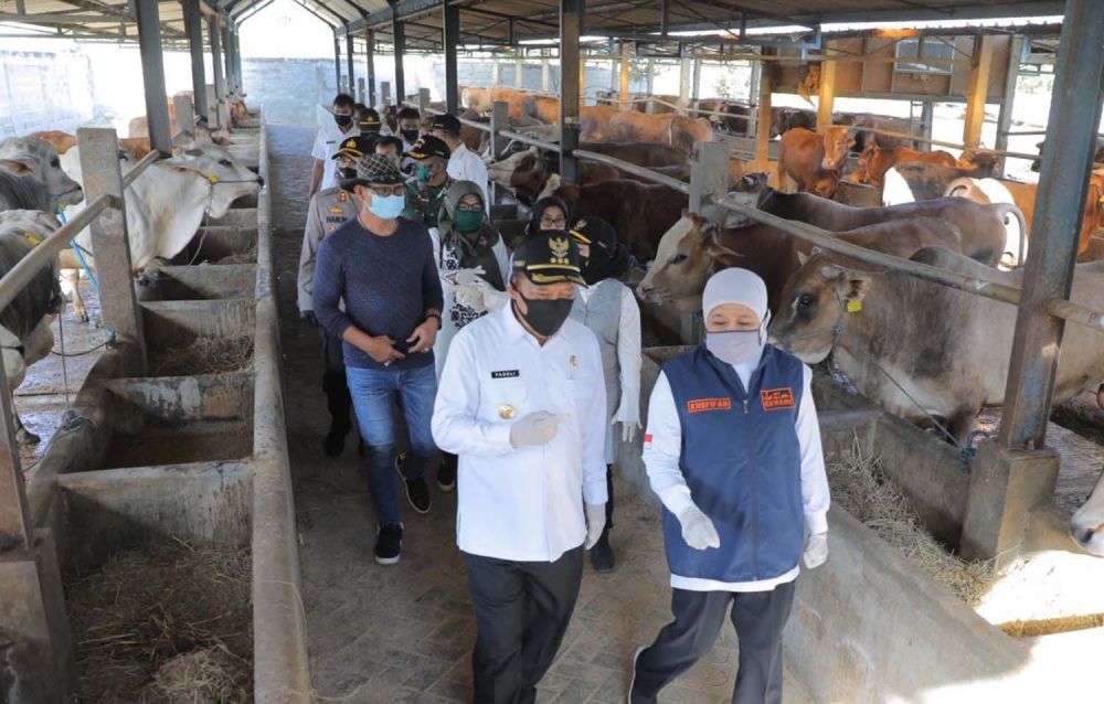 Khofifah Pastikan Stok Hewan Kurban di Jatim Penuhi Kriteria ASUH