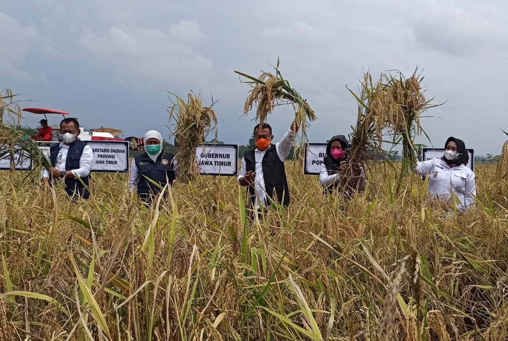 Gubernur Jawa Timur Khofifah Indar Parawansa saat panen raya padi di Ponorogo