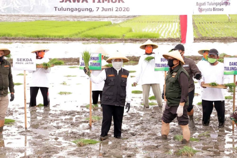 Gubernur Jatim bersama Bupati Tulungagung Maryoto Birowo saat tanam padi di Desa Bangunjaya, Kecamatan Pakel