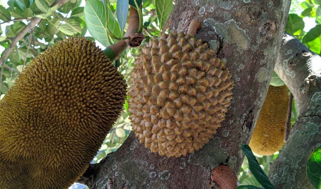 Buah nangka mirip durian di Ponorogo yang viral