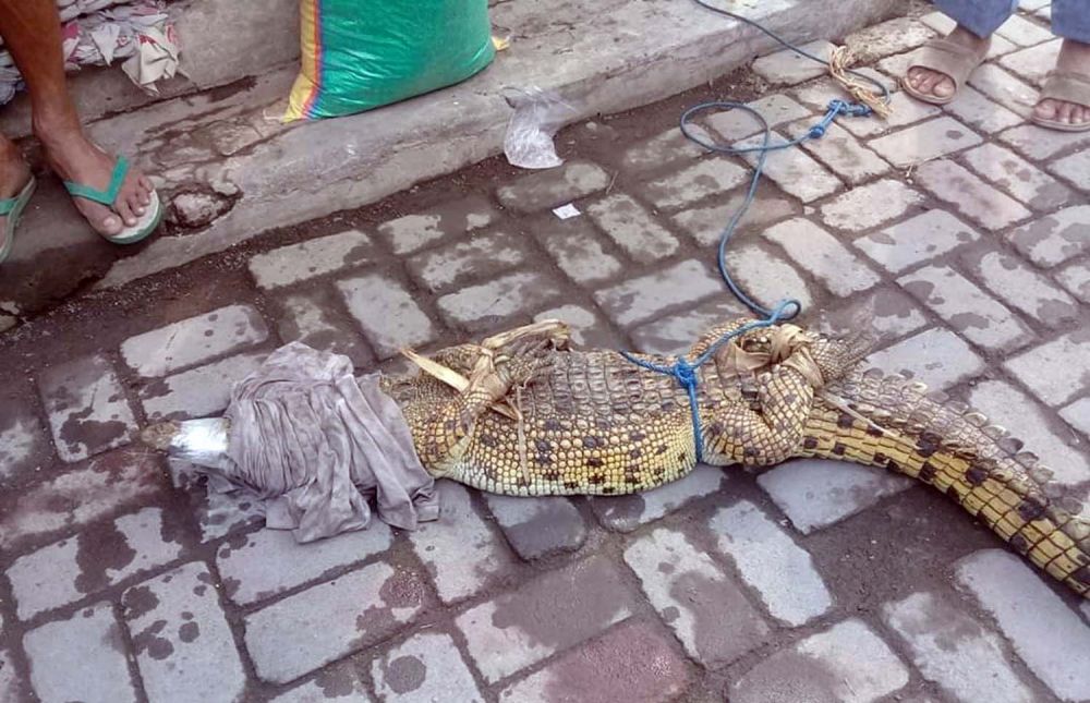 Penampakan buaya diduga yang muncul di Sungai Candi, Sidoarjo