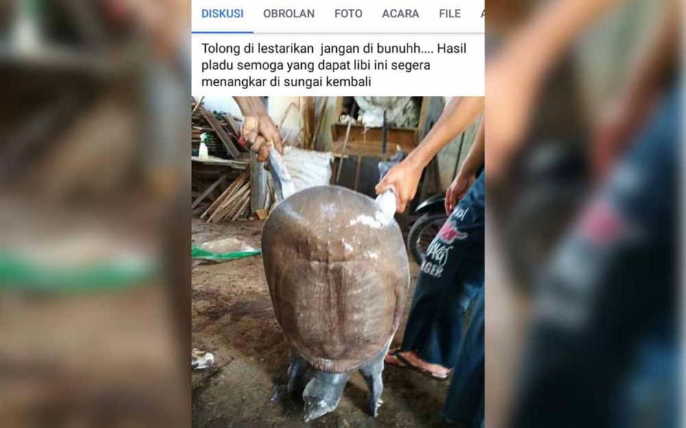 Penangkapan Bulus Besar Hebohkan Warganet Blitar, Ini Kata BBKSDA