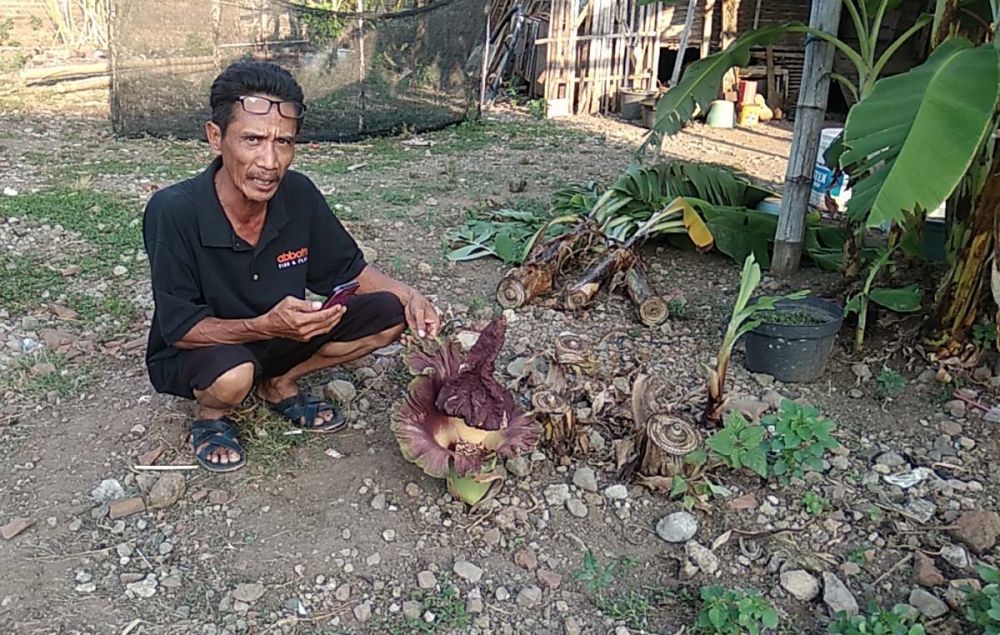 Warga menunjukkan bunga bangkai yang ditemukan di Mojokerto