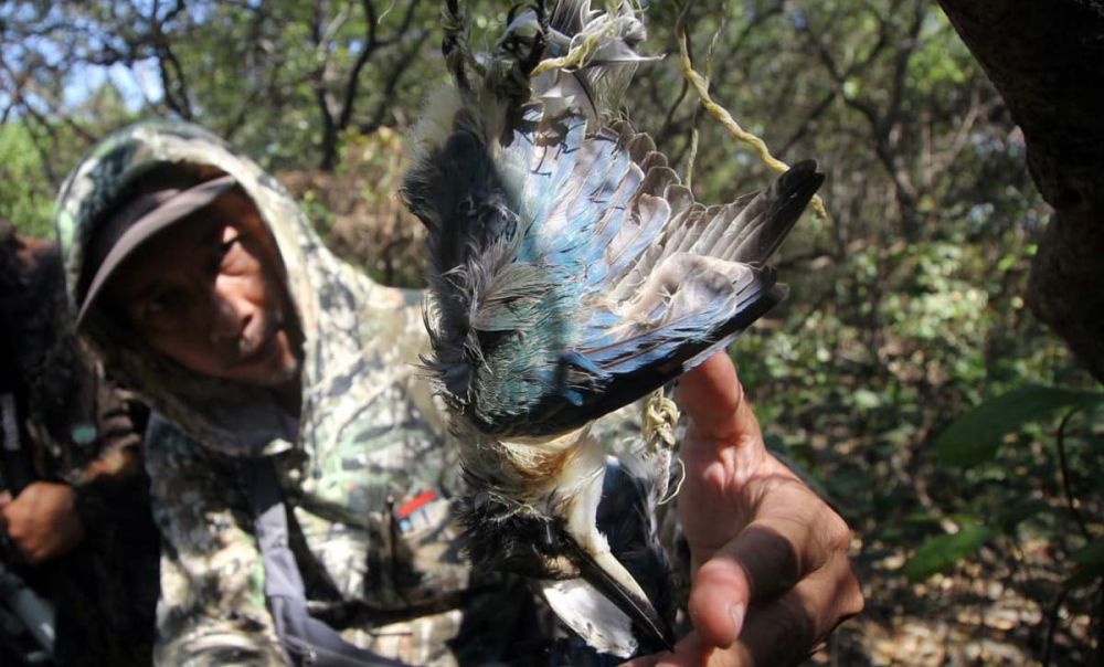 BBKSDA Jatim Telusuri Kematian Burung Dilindungi di Mangrove Surabaya