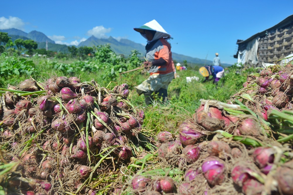 Petani bawang merah Pacet memanen tanamannya. Jelang natal dan tahun baru, stok bawang merah menipis hingga sebabkan harga naik.