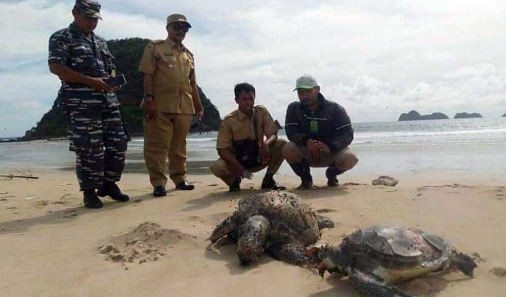 Dua Penyu Ditemukan Mati di Pantai Pulau Merah Banyuwangi