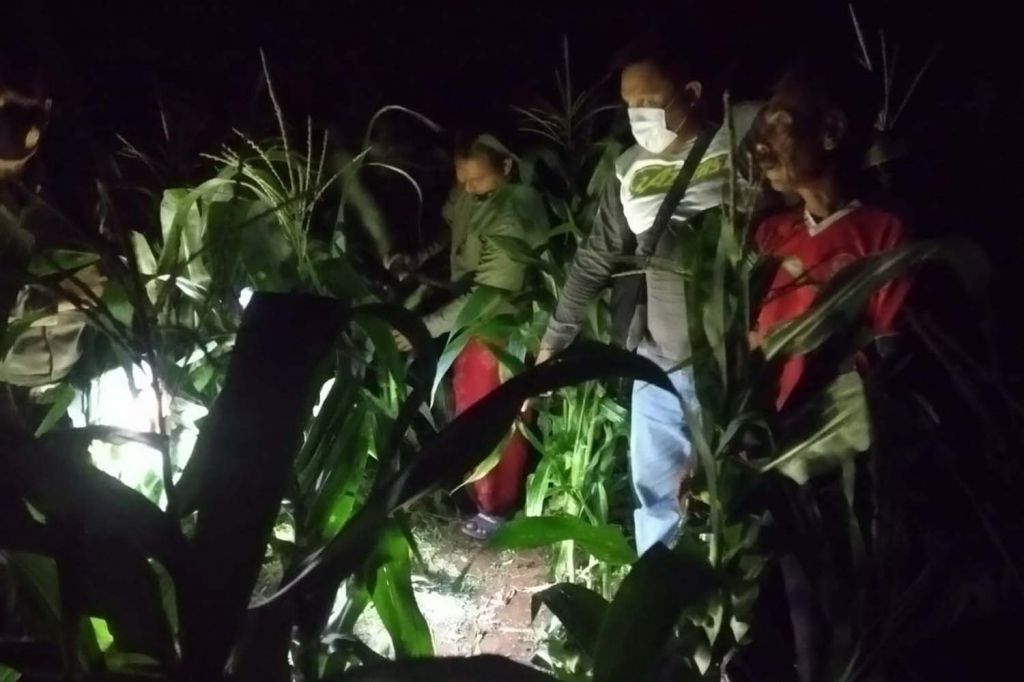 Kebun jagung tempat ditemukannya dua bocah yang diduga diculik