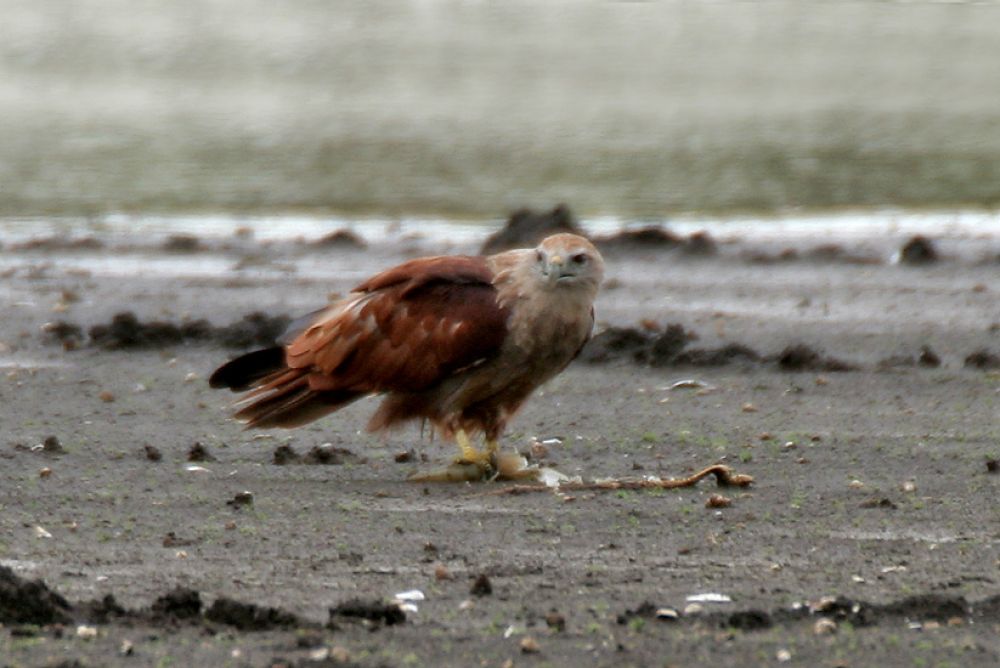 Elang Bondol atau Haliastur Indus (Foto:  Wikipedia)