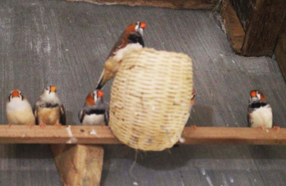 Burung Emprit Jepang yang dulunya hama sekarang menjadi primadona