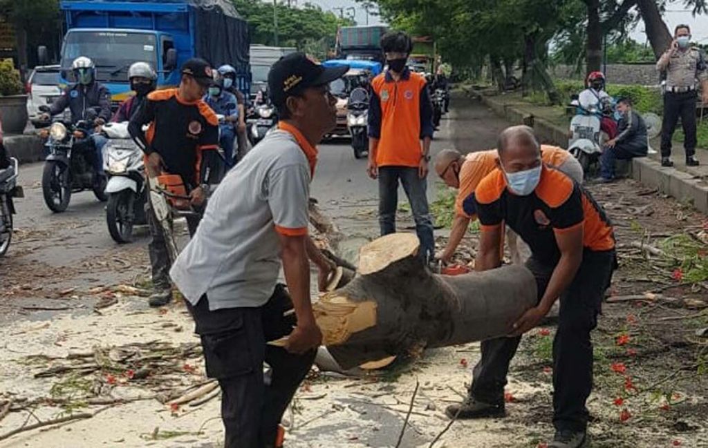 Petugas BPBD Kabupaten Pasuruan mengevakuasi pohon yang tumbang timpa empat kendaraan