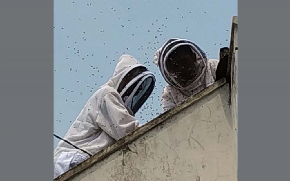 Petugas Dinas Pemadam Kebakaran Kota Surabaya mengevakuasi sarang tawon di sebuah rumah di Wiyung