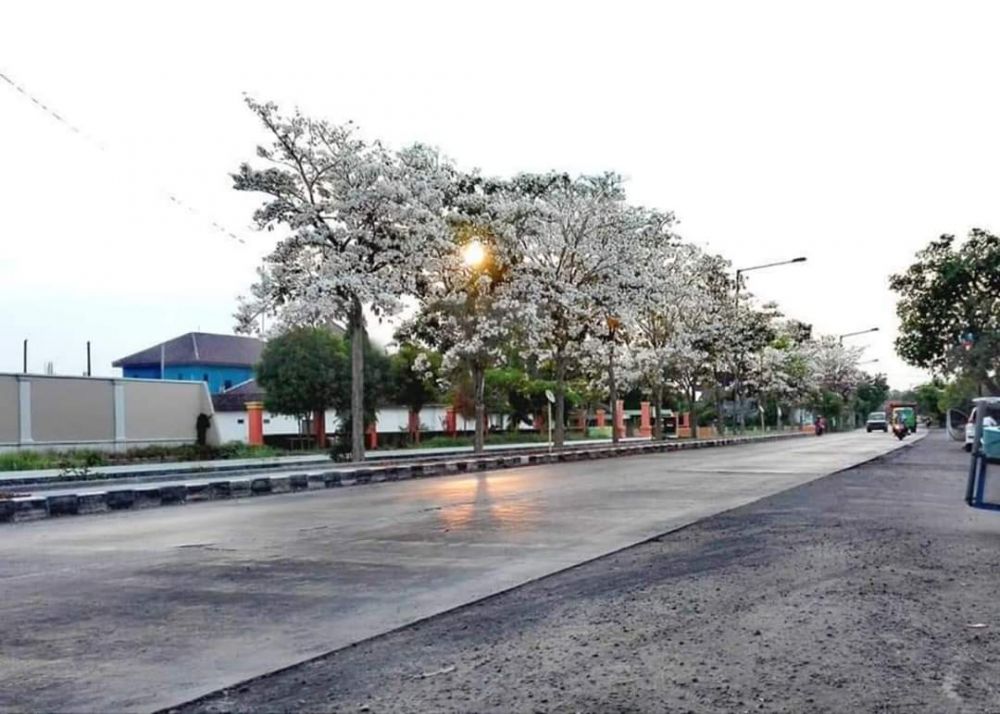 Bunga Tabebuya bermekaran di Sidoarjo. Foto: @hendro.cakhenhen