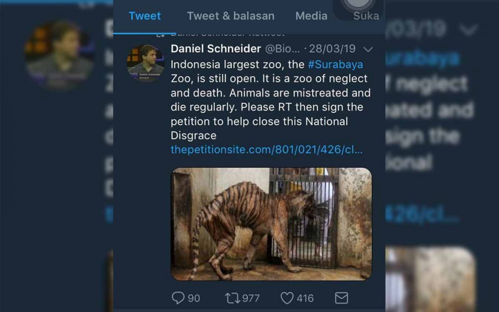 Foto Hoaks Harimau KBS Kurus Beredar, Pemkot Surabaya: Menyesatkan