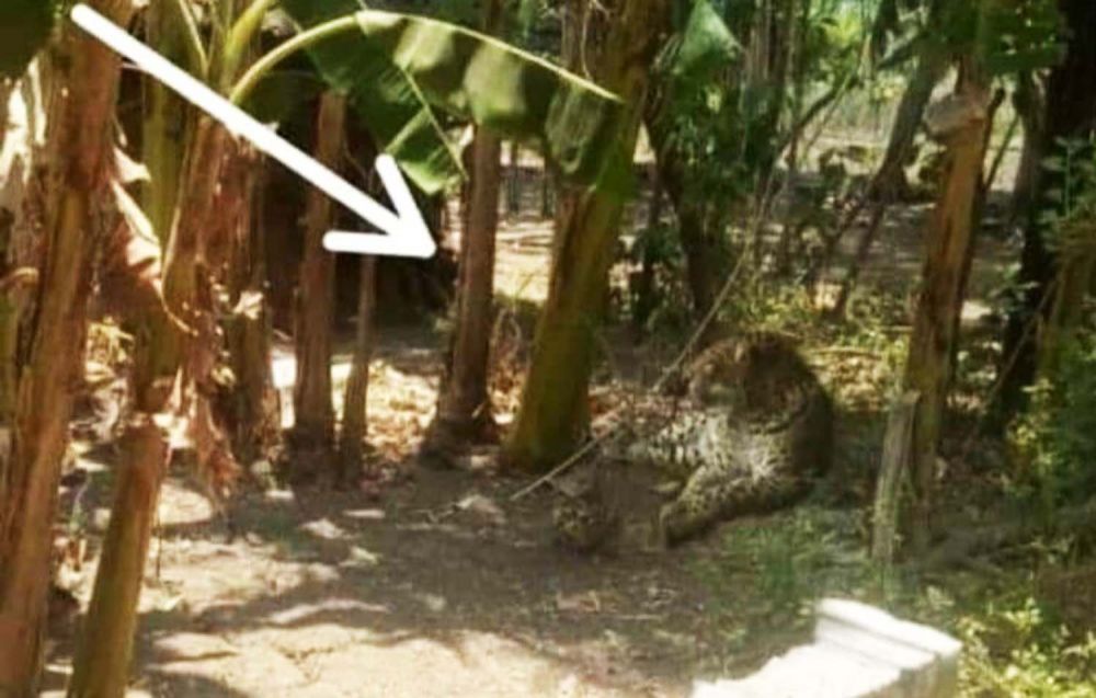 Foto macan yang beredar di media sosial, yang disebut di Balong, Ponorogo