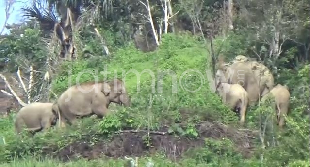 Ilustrasi: Tim ERU TN Way Kambas Menggiring Pulang Gajah Liar ke dalam Kawasan TN BBS/Foto: KSDAE