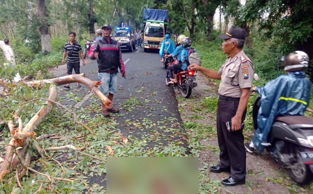 Petugas mengevakuasi pohon tumbang yang menimpa seorang guru hingga tewas di Banyuwangi
