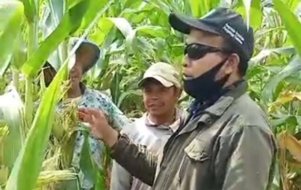 Petani Jagung di Banyuwangi Gagal Panen Akibat Serangan Hama Tikus