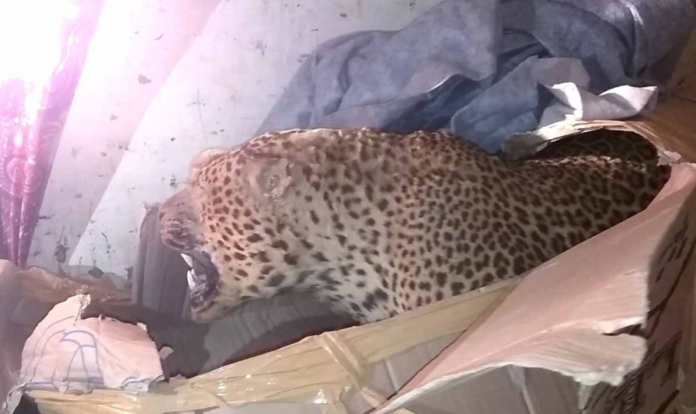 Salah satu macan yang diawetkan yang terjaring razia di Pelabuhan Ketapang Banyuwangi beberapa waktu lalu