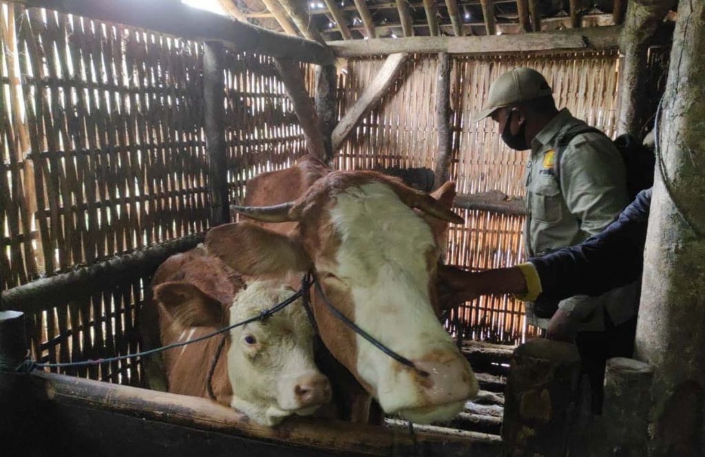 Petugas Dinas Peternakan Banyuwangi memeriksa kesehatan hewan ternak warga yang terdampak abu vulkanik Gunung Raung