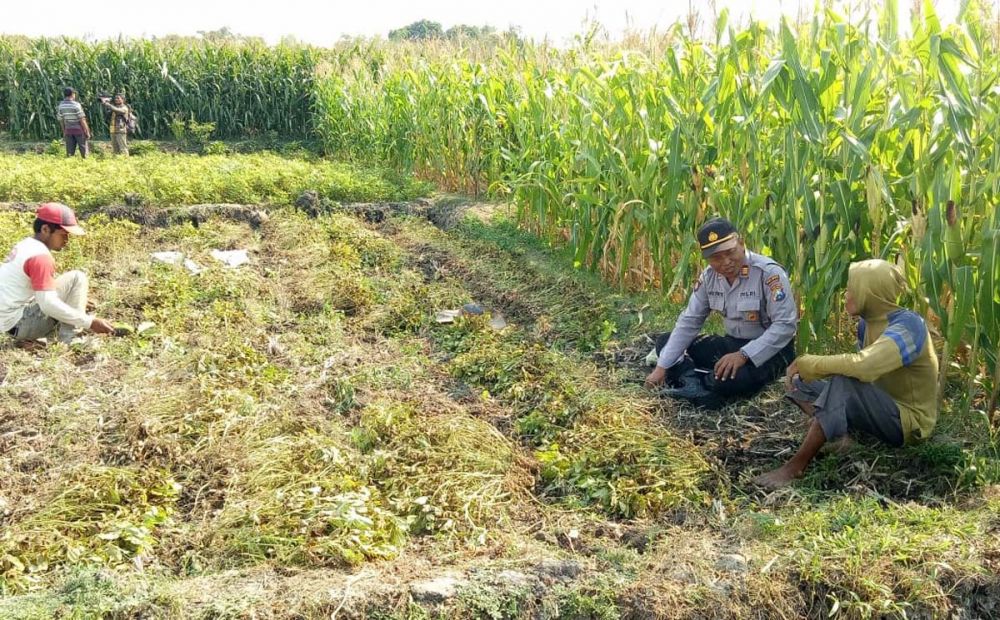 Polisi juga menggali informasi di lahan jagung yang disebut warga dilewati hewan diduga macan