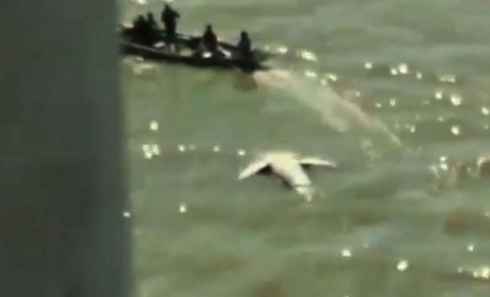 Tangkapan layar video penampakan ikan diduga hiu mati yang diunggah akun Facebook Asoka Osaka