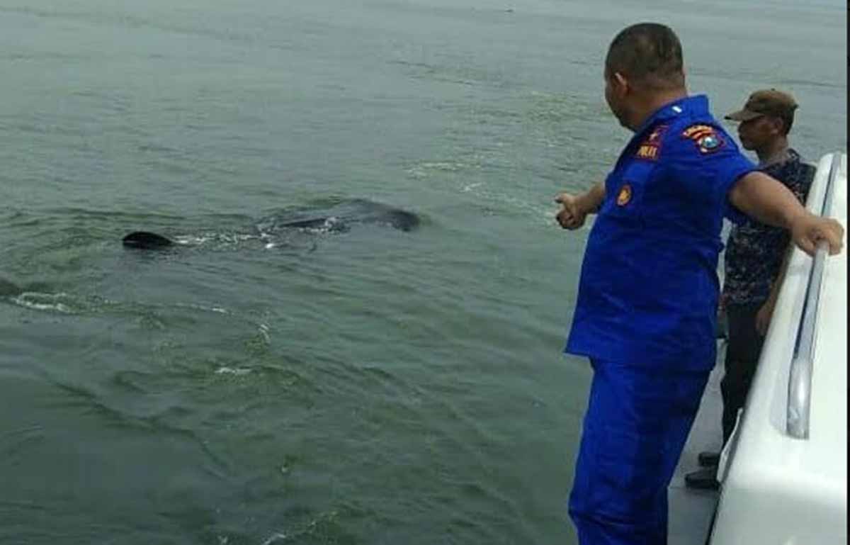 Hiu Tutul menampakkan diri di Perairan Pasuruan