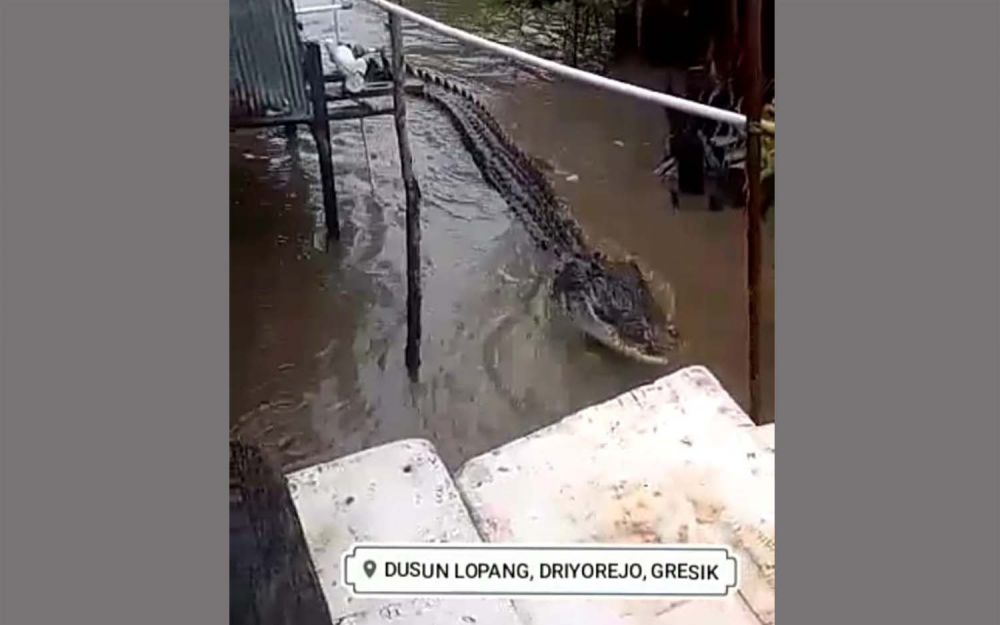 Tangkapan layar video viral penampakan buaya besar yang disebut di Driyorejo, Gresik