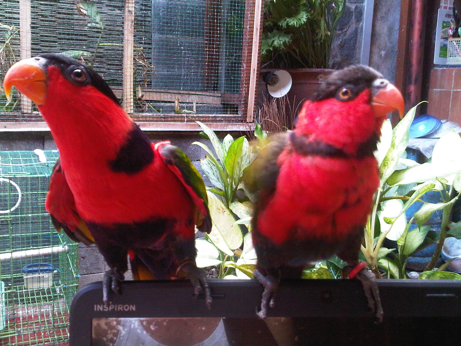 Burung Nuri kepala hitam/net