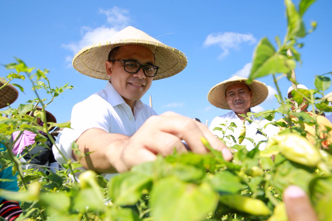 Wouw, Petani Cabai Banyuwangi Raup Laba Ratusan Juta