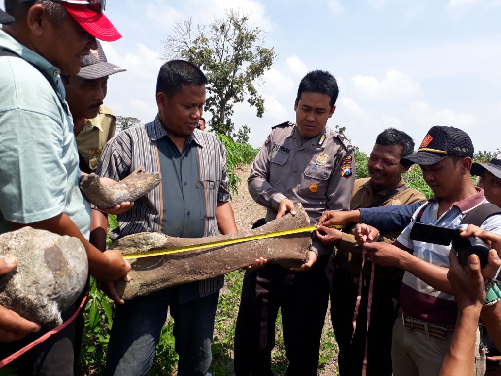 Fosil tulang yang ditemukan oleh warga Desa Regini Ngawi.