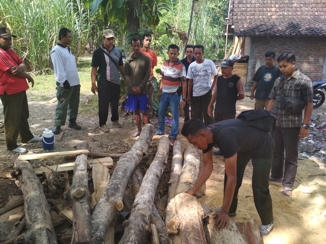 Petugas menemukan barang bukti kayu gelondongan/Foto: Mita Kusuma