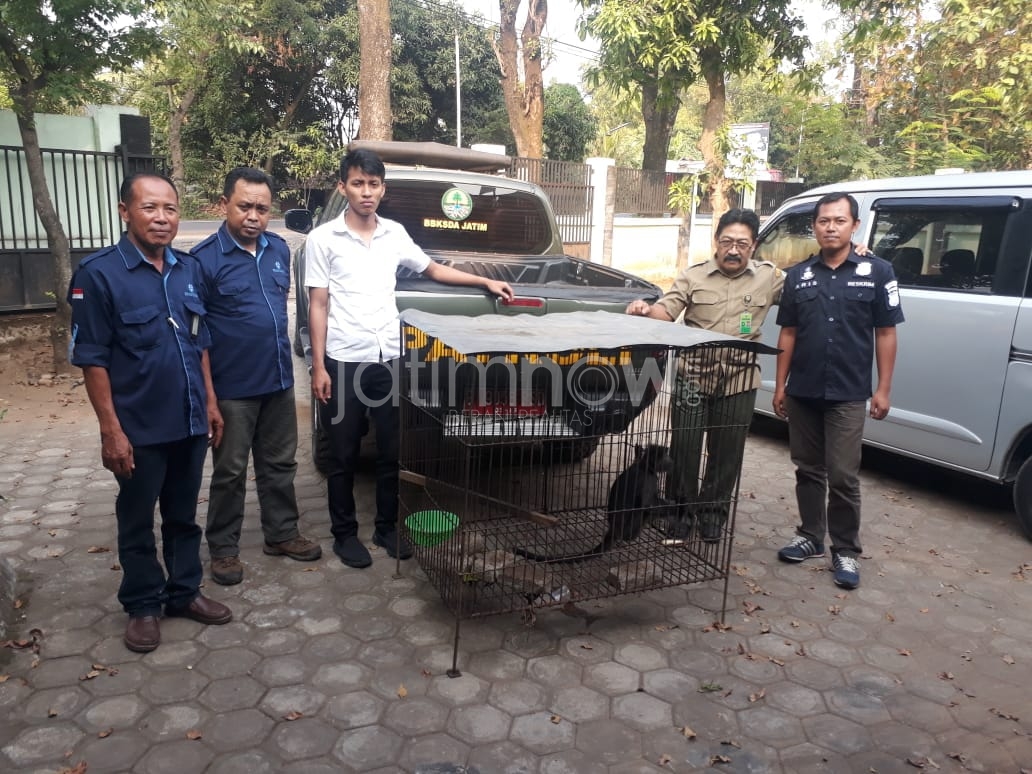 Petugas mengamankan hewan Lutung./Foto: CF Glorian. 