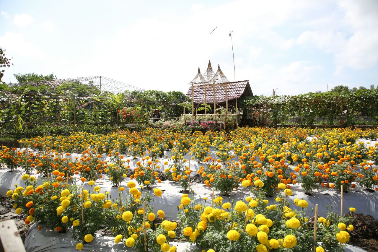 Salah satu kawasan agro expo di Banyuwangi.