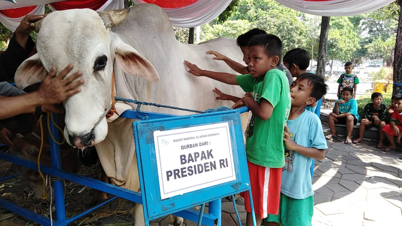 Sapi kurban dari Presiden Joko Widodo