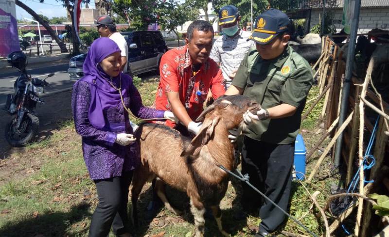 Petugas kesehatan saat memeriksa hewan kurban di Banyuwangi/Foto: istimewa