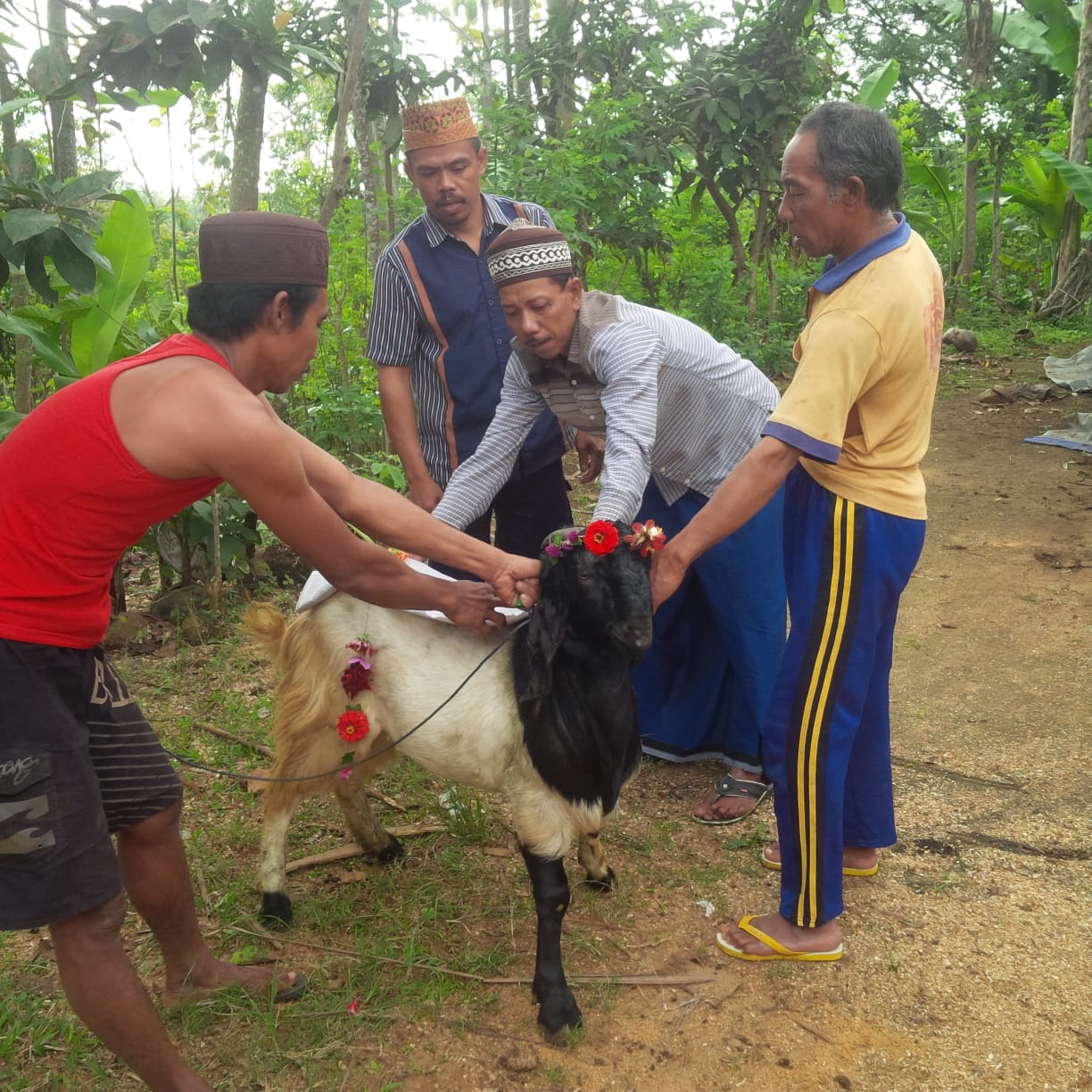 Kambing yang hedak disembelih